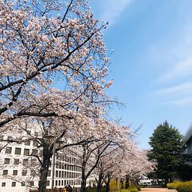 전주대학교 벚꽃 명소 - 자유관