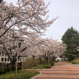 전주대학교 자유관 벚꽃사진